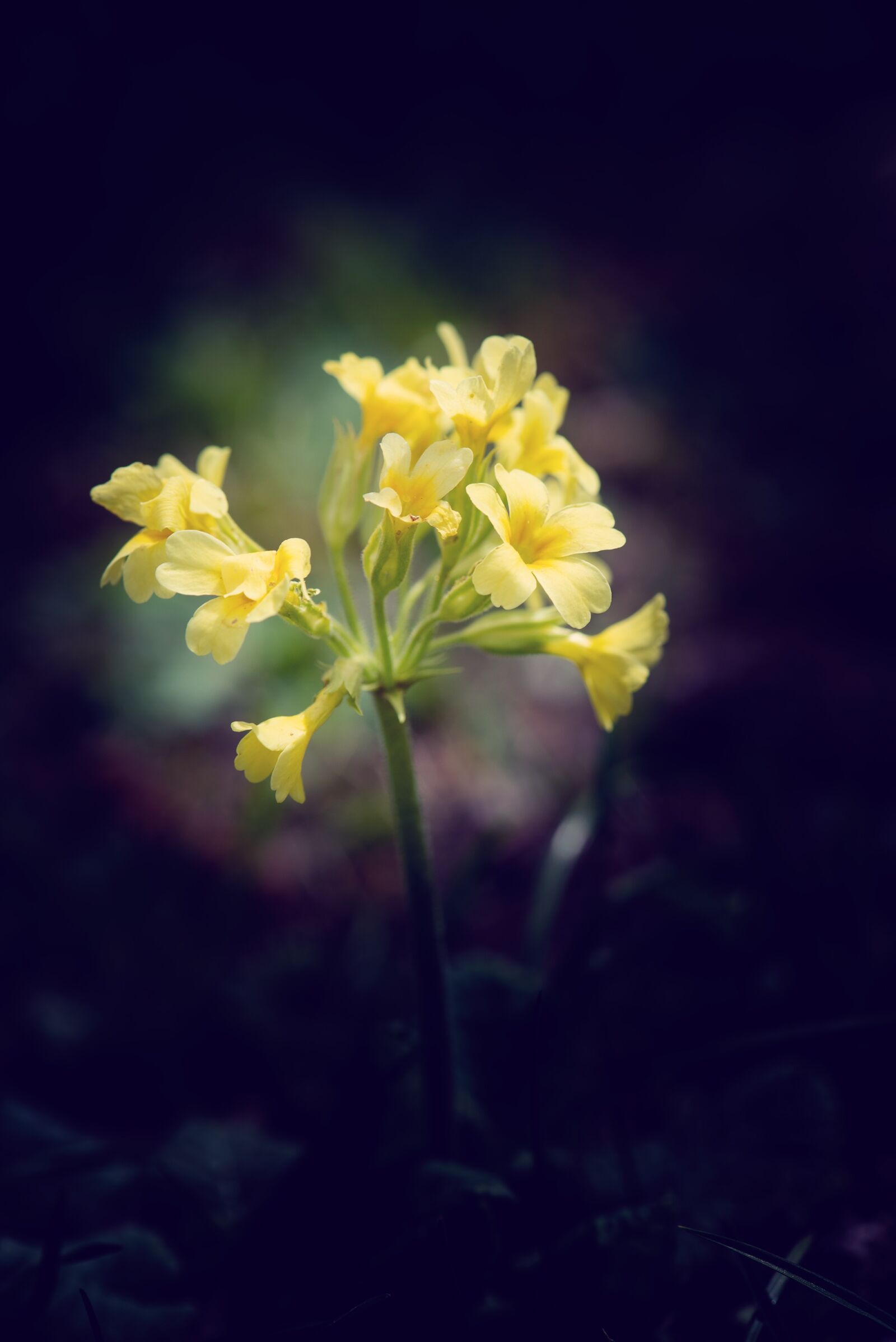 Nikon D750 sample photo. Cowslip, flower, yellow photography