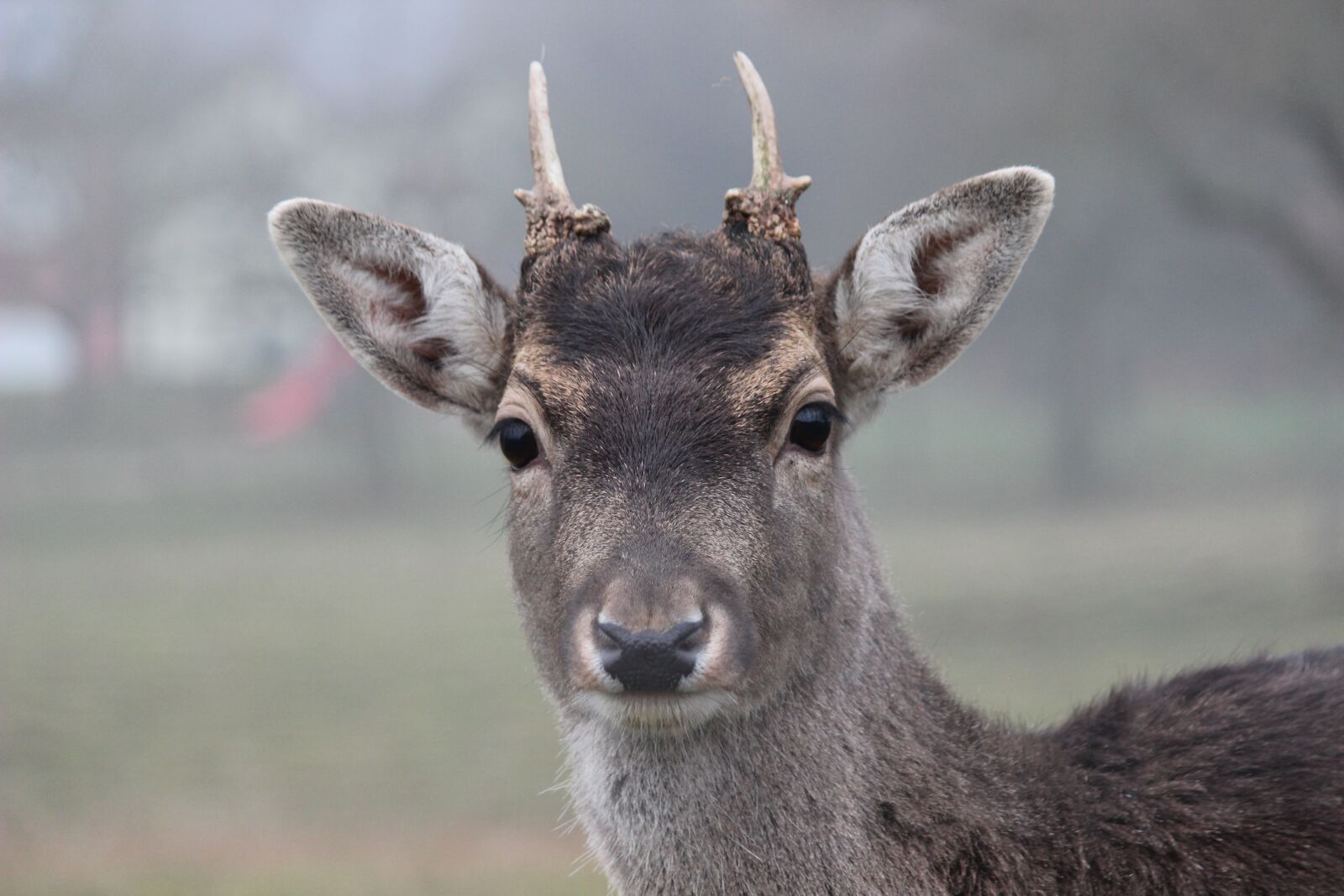 Canon EF-S 55-250mm F4-5.6 IS sample photo. Roe deer, fallow deer photography
