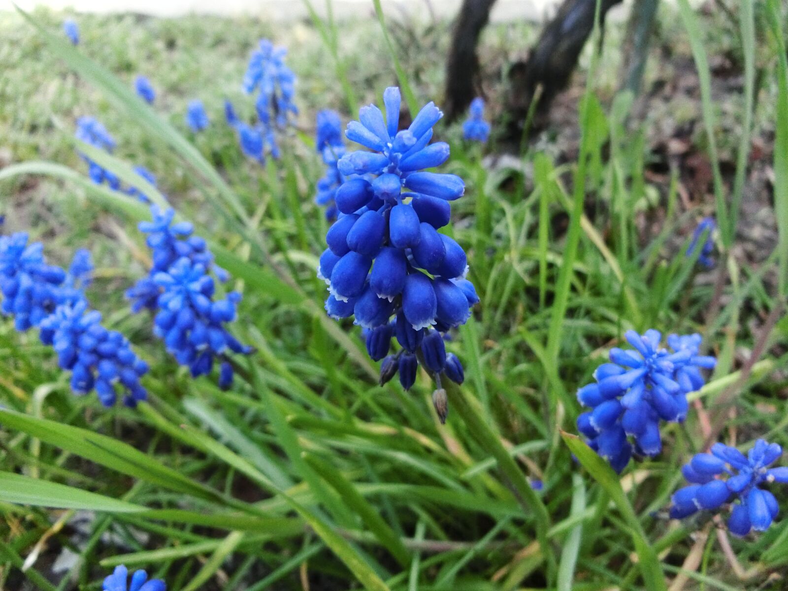 CASIO EX-ZR750 sample photo. Muscari, blue, green photography