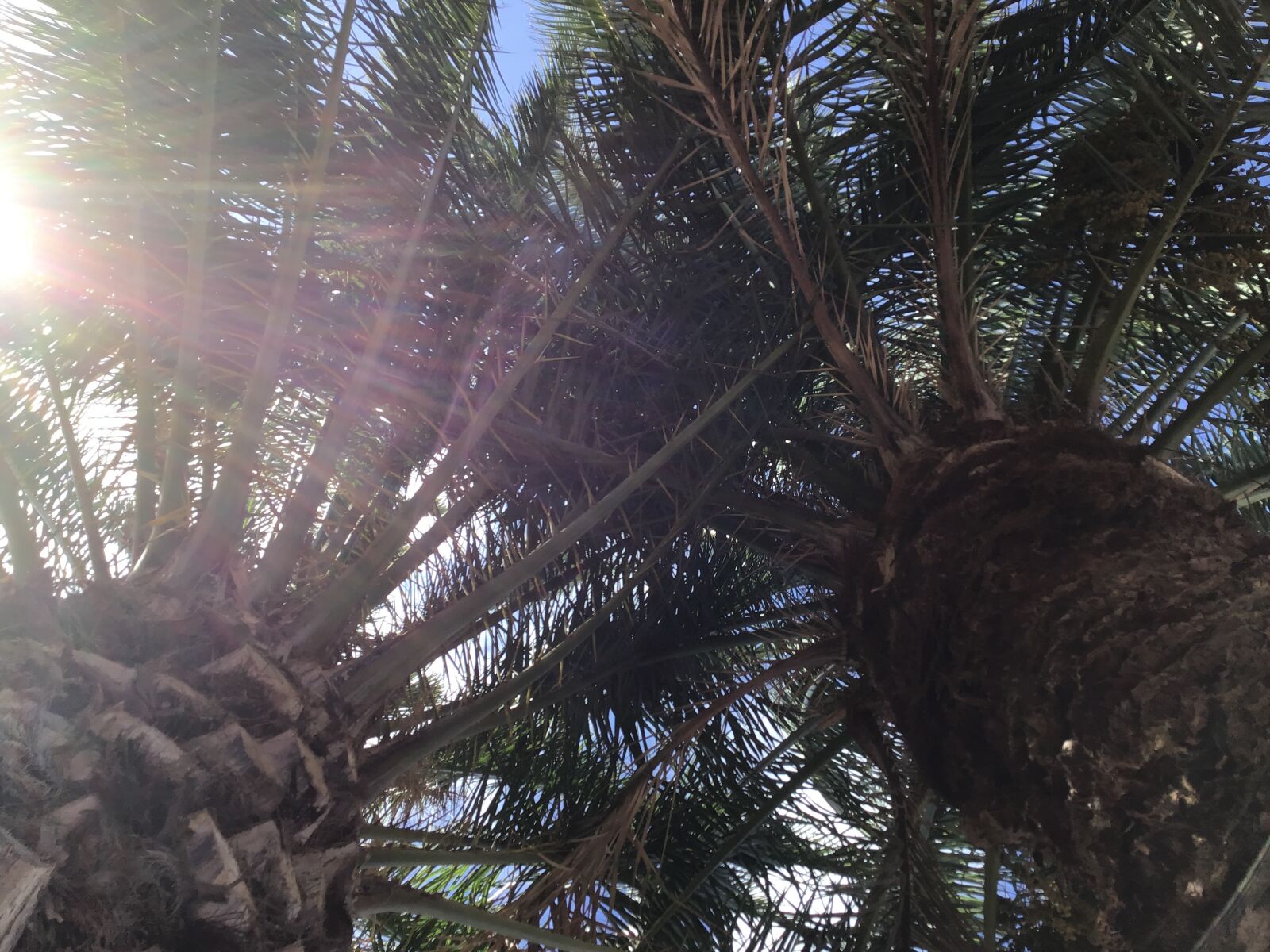 iPad (6th generation) back camera 3.3mm f/2.4 sample photo. Palm tree, sun, sky photography