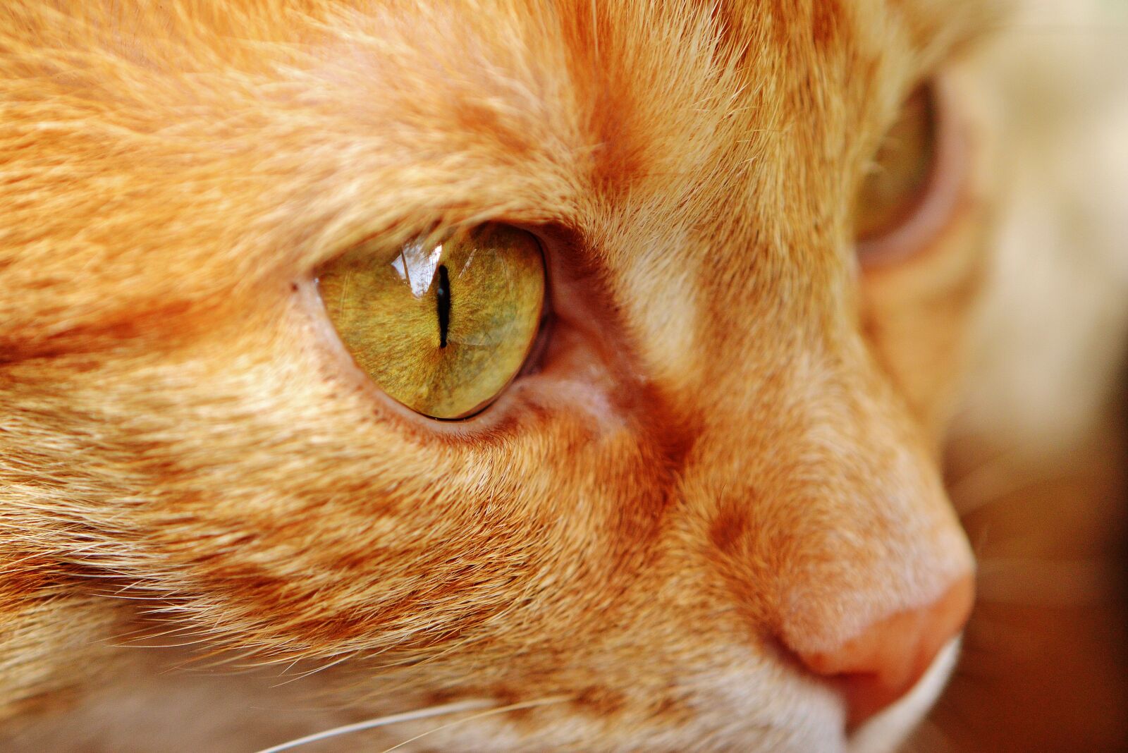 Nikon D3200 sample photo. Cat, red, cute photography