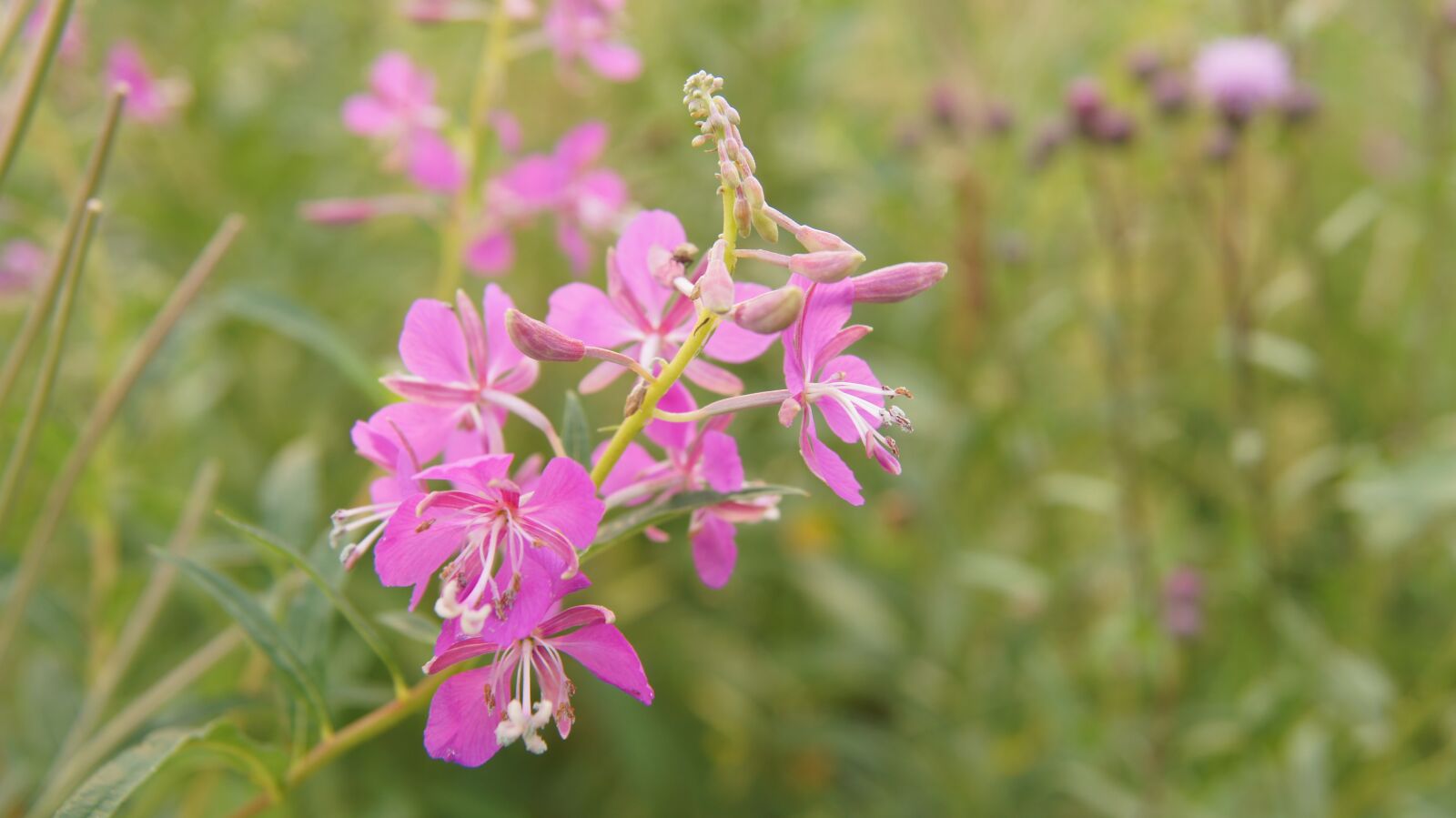 Sony SLT-A55 (SLT-A55V) sample photo. Rosebay willow-herb, wildflowers, flower photography