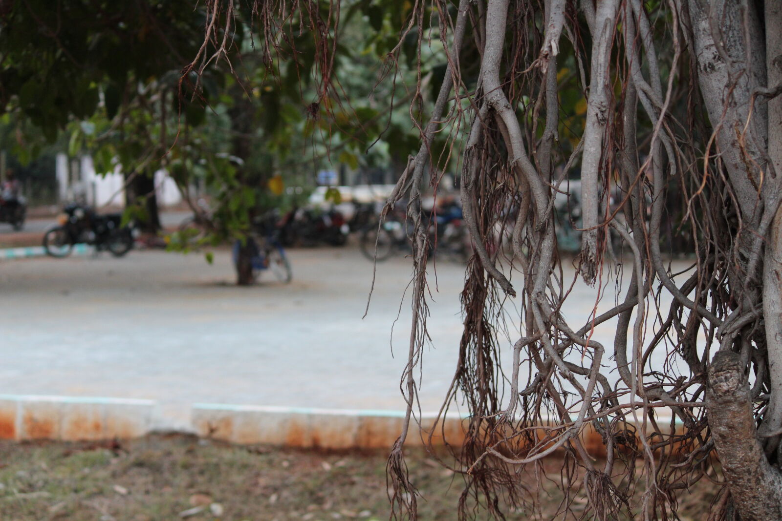 Canon EOS 1300D (EOS Rebel T6 / EOS Kiss X80) sample photo. Banyan, roots photography