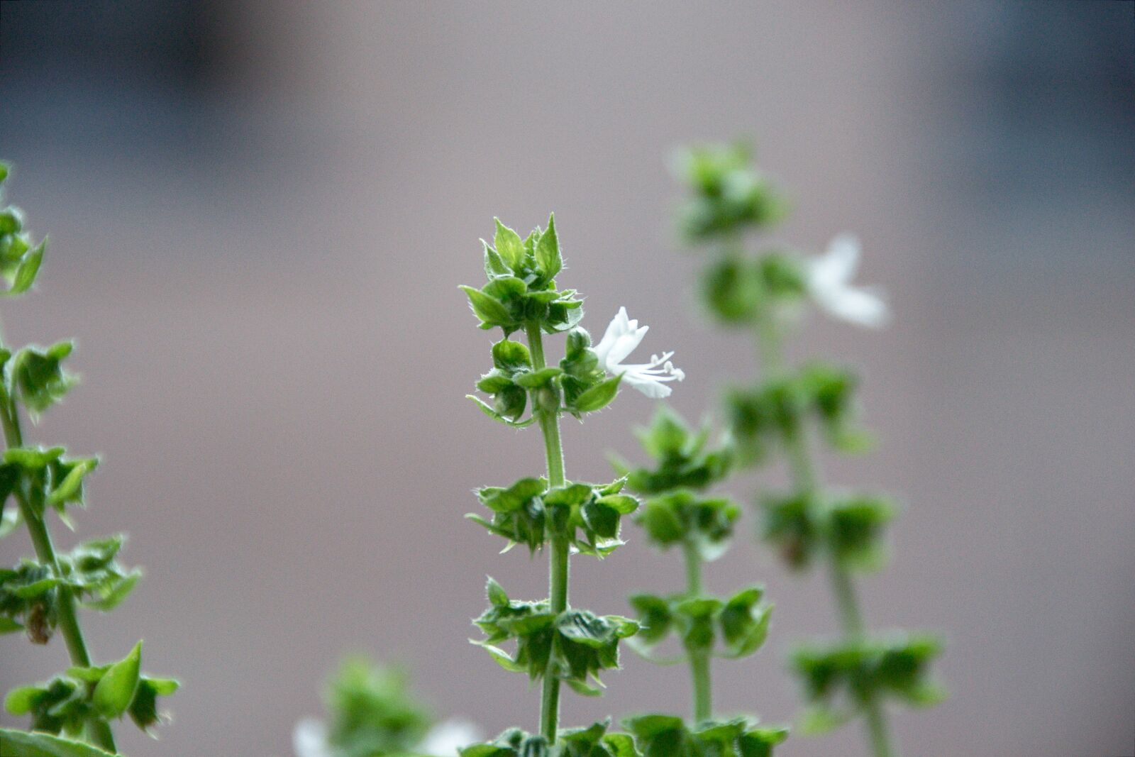 Nikon D5000 sample photo. Blossom, bloom, basil photography