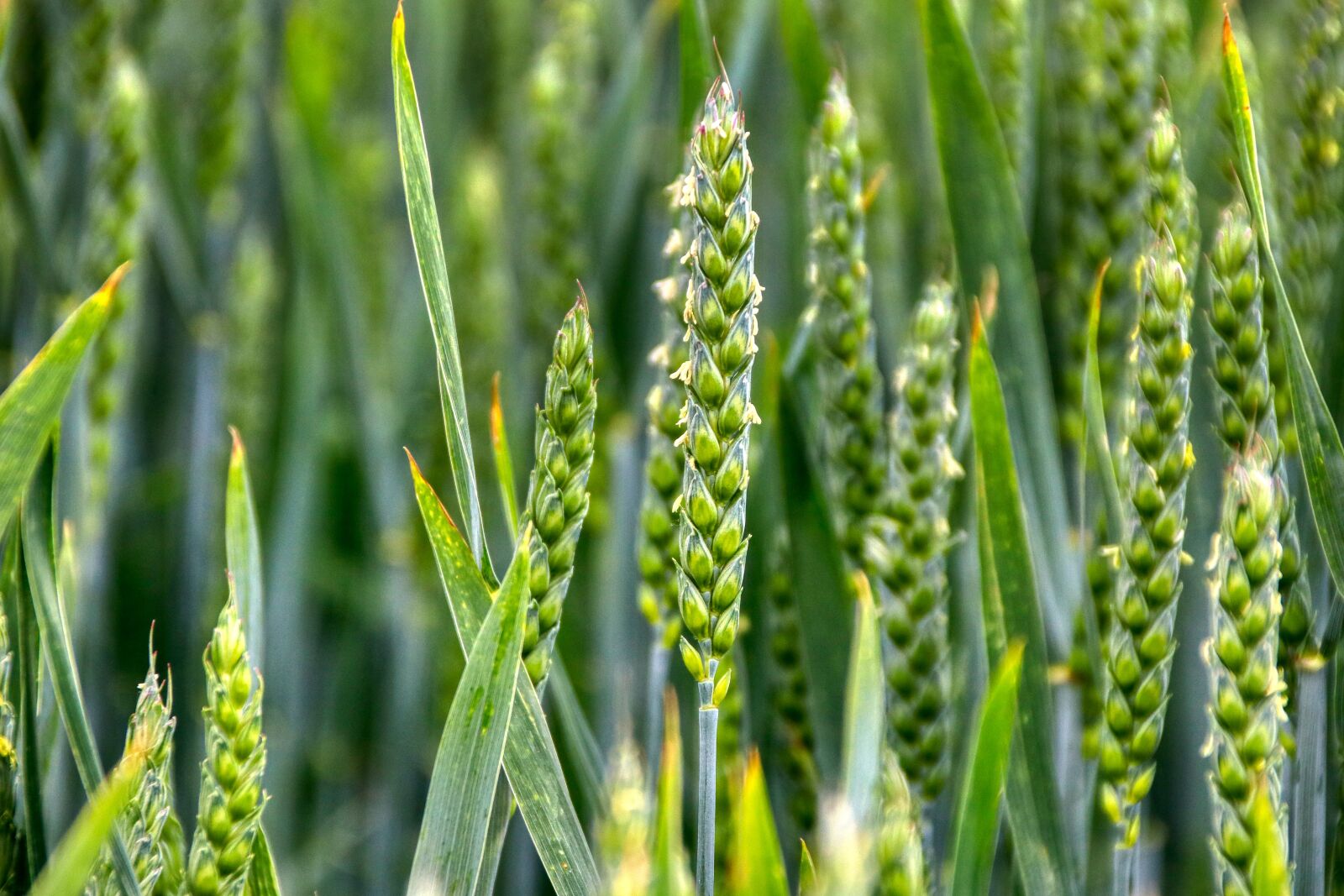 Canon EOS 80D sample photo. Grain, cornfield, field photography