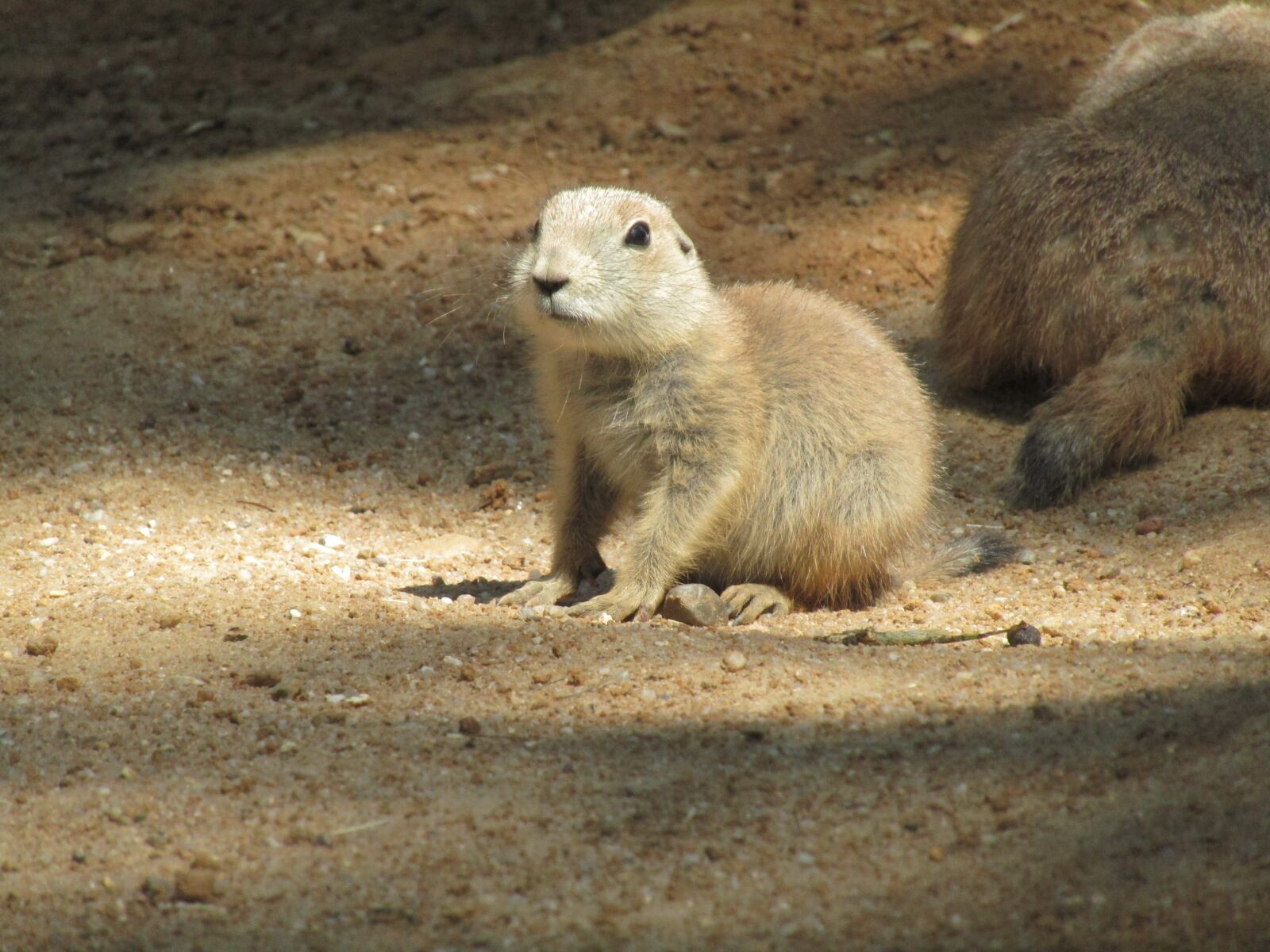 Canon PowerShot SX410 IS sample photo. Prairie dogs, zoo, cub photography