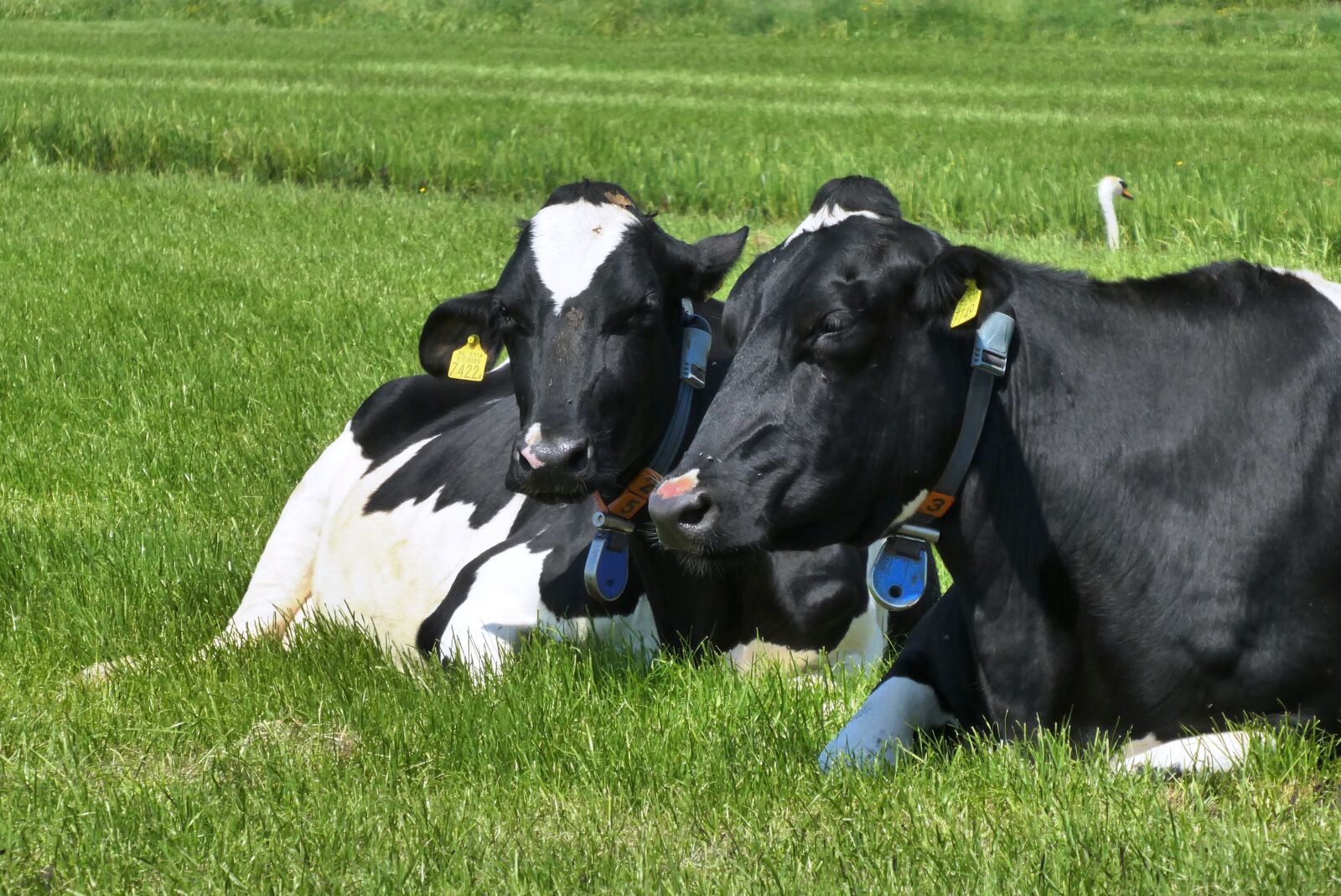 Panasonic Lumix DC-ZS70 (Lumix DC-TZ90) sample photo. Cow, whey, grass photography