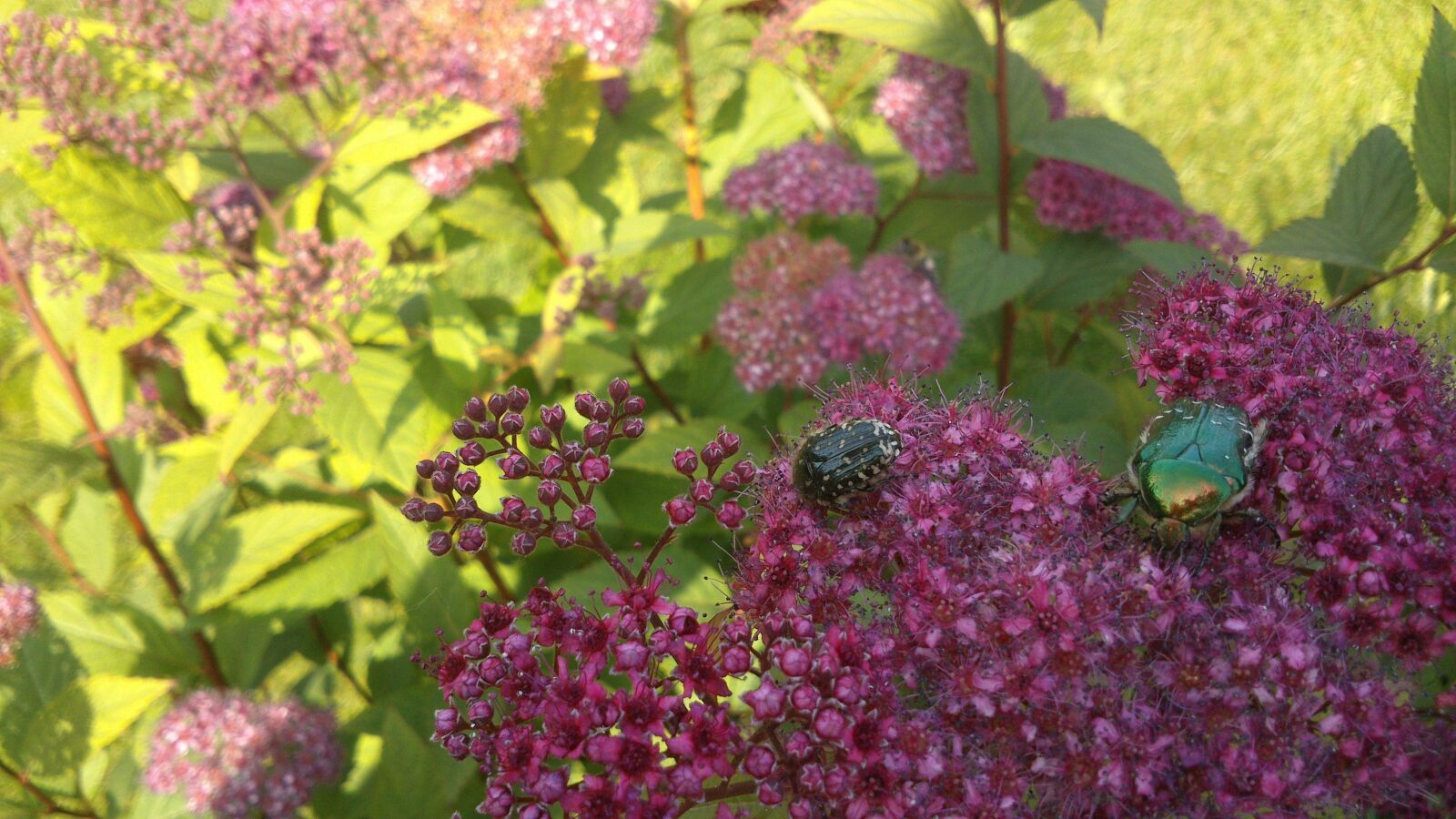 Sony Xperia P sample photo. Rose beetle, beetle, insect photography