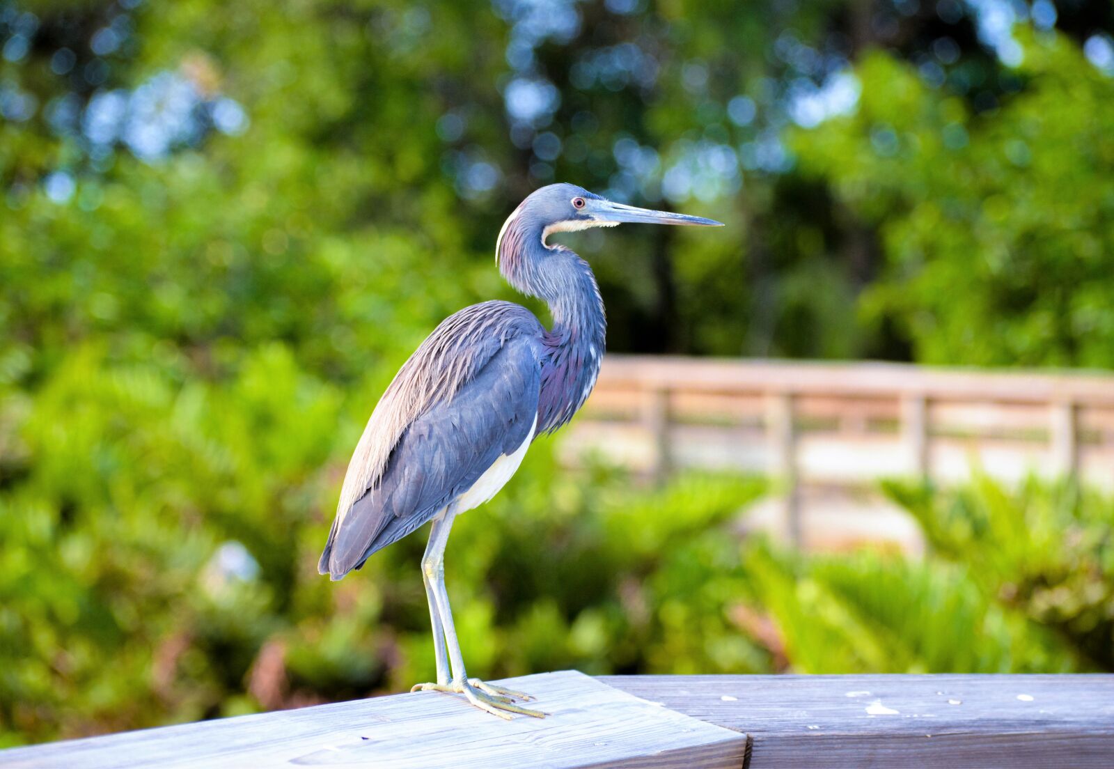 Nikon D3200 sample photo. Blue heron, south florida photography