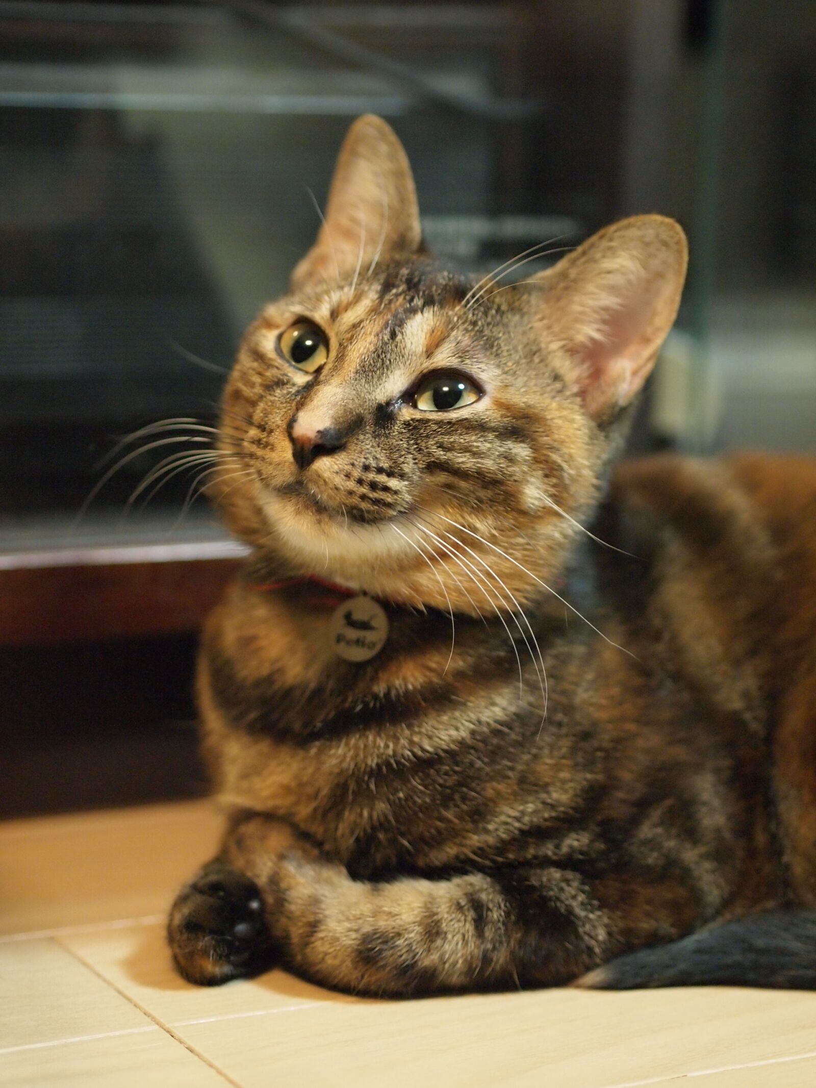 Olympus PEN E-PL1 sample photo. Cat, laugh photography
