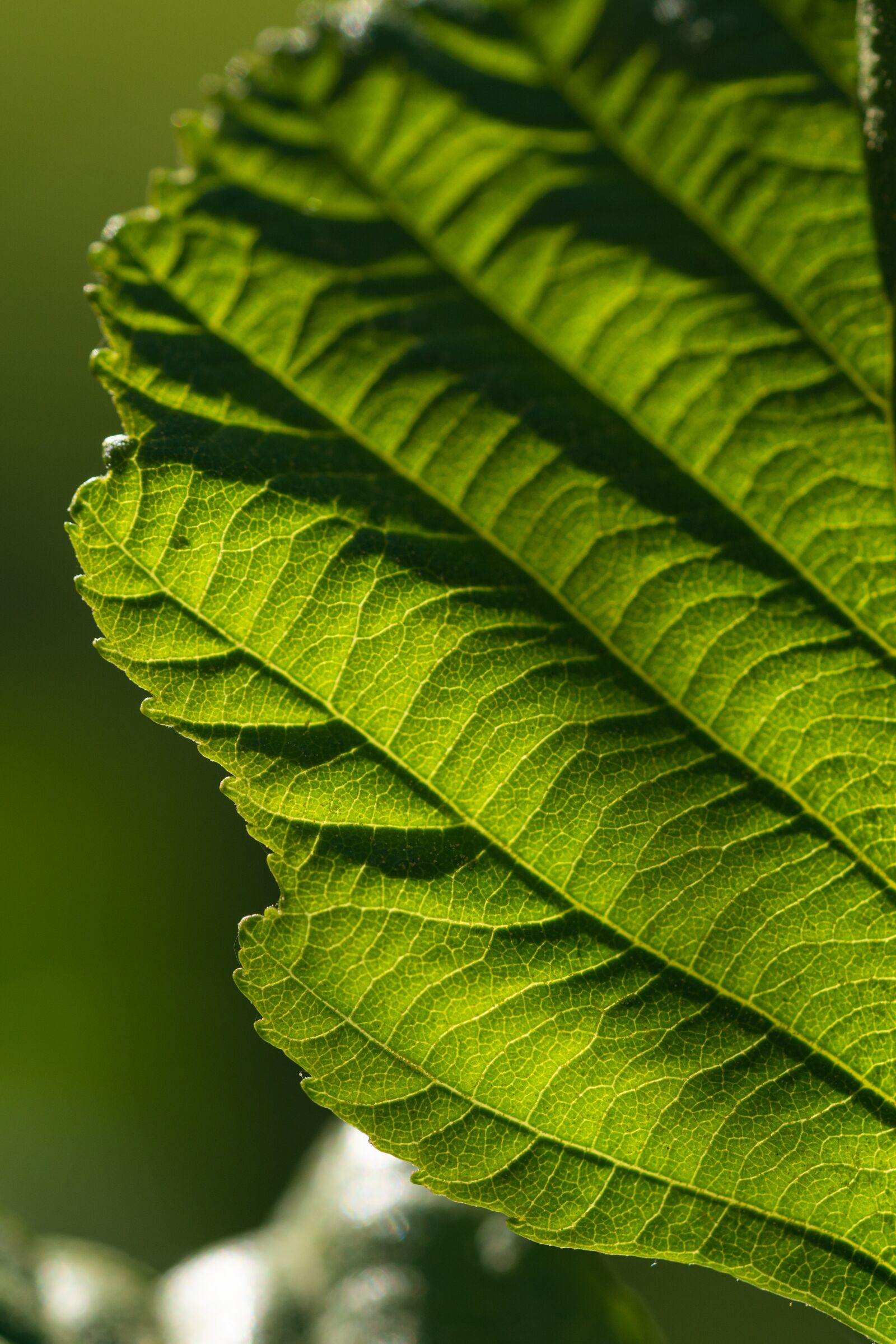 Sony a7R II + Sony FE 90mm F2.8 Macro G OSS sample photo. Leaf, growth, nature photography