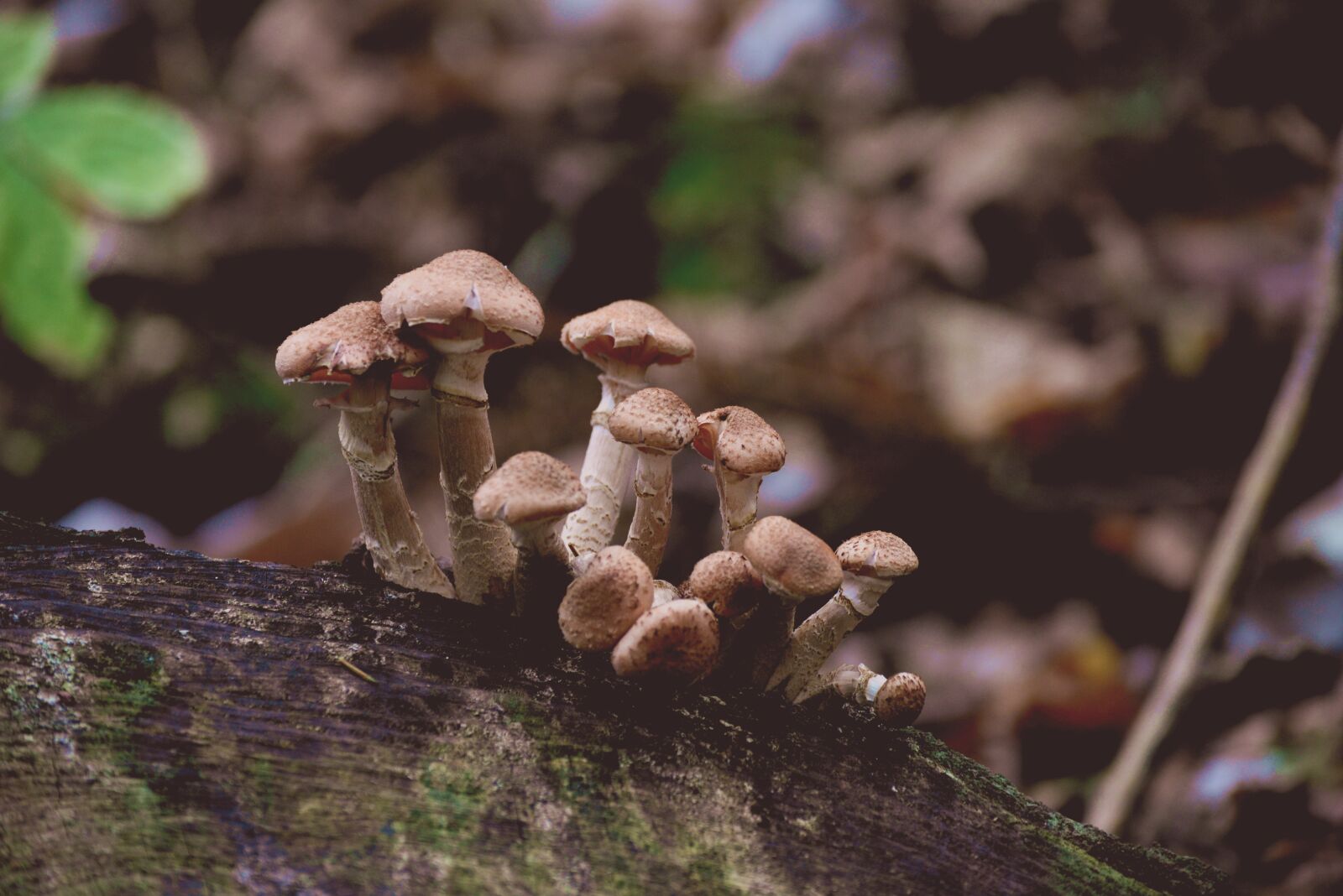Nikon D610 sample photo. Mushrooms, armillaria mellea, forest photography