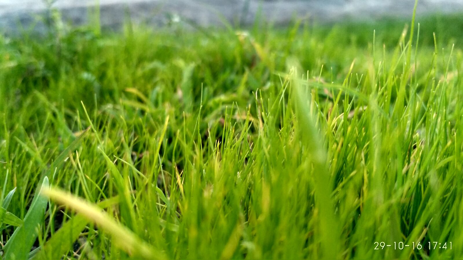 Xiaomi Redmi 3S sample photo. Close, up, of, wheat photography
