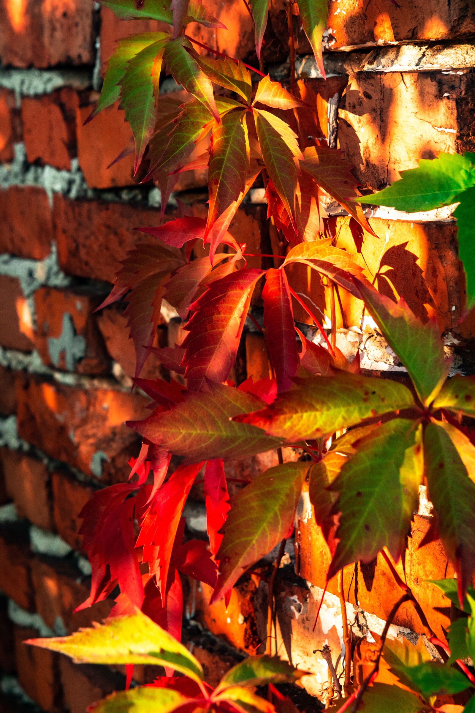Canon EOS 700D (EOS Rebel T5i / EOS Kiss X7i) sample photo. Autumn, foliage, colorful photography