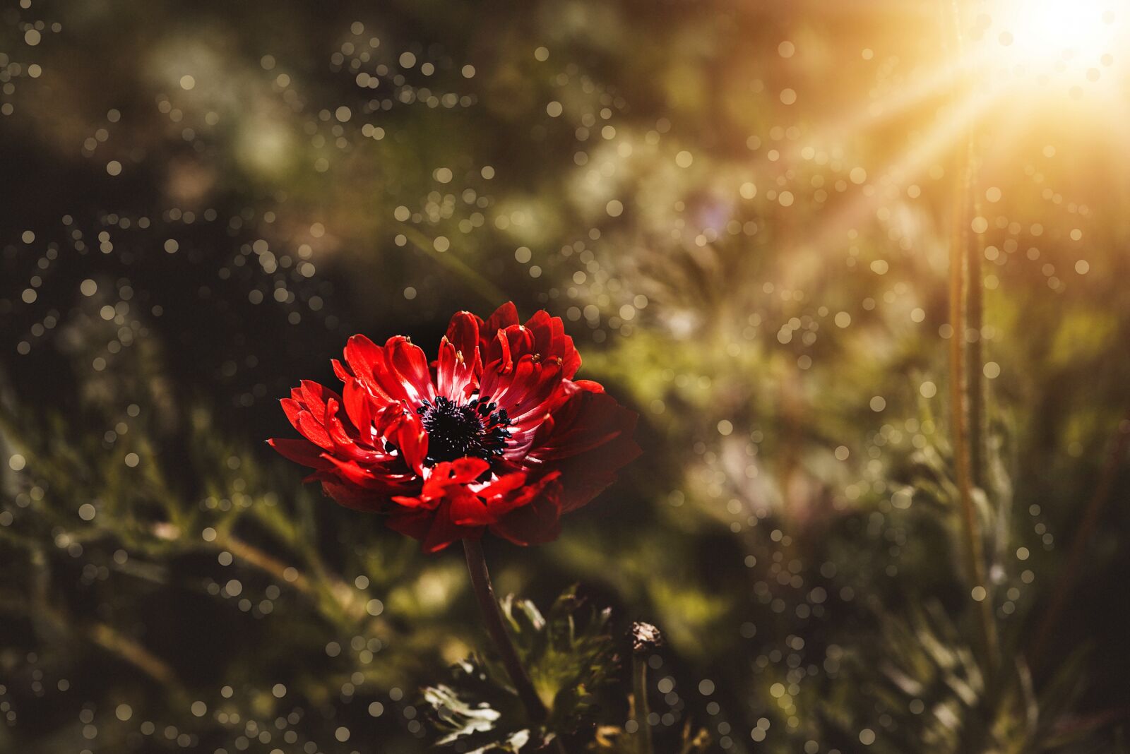 Nikon D750 sample photo. Anemone, red, red anemone photography