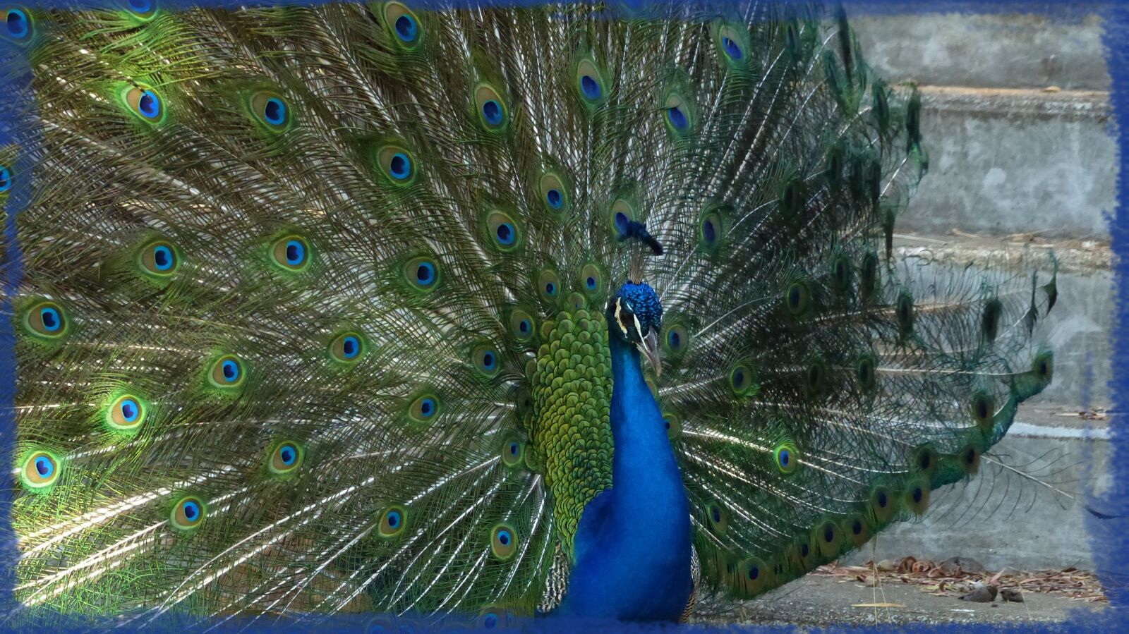 Panasonic Lumix DMC-FZ200 sample photo. Animal, peacock, plumage photography