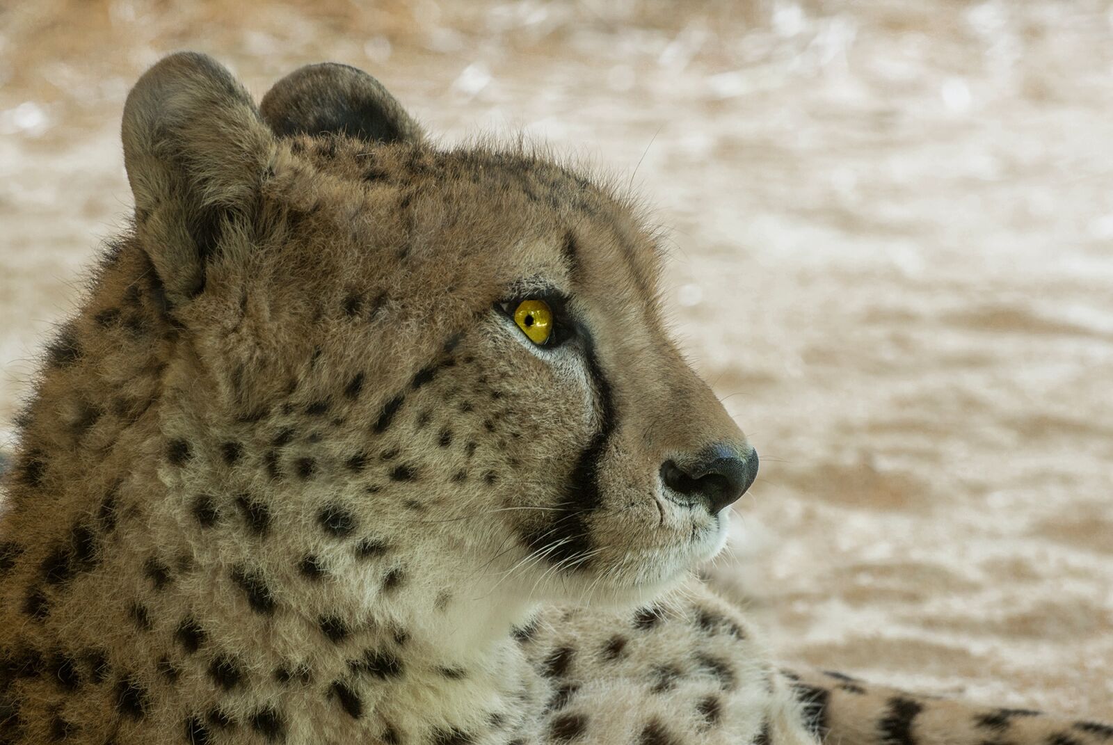Sony SLT-A77 sample photo. Cheetah, predator, africa photography