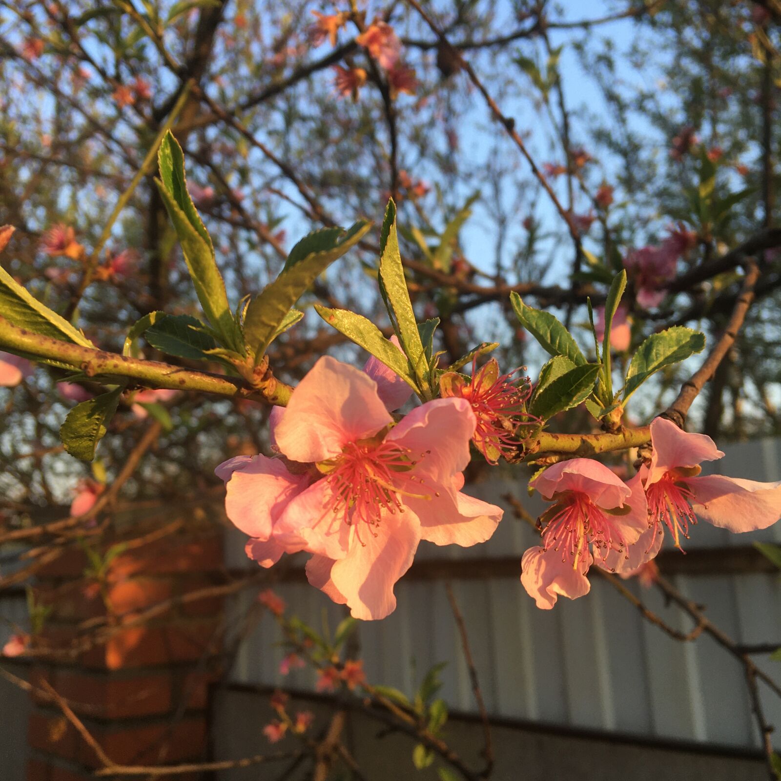 iPhone SE back camera 4.15mm f/2.2 sample photo. Peach, spring, light photography