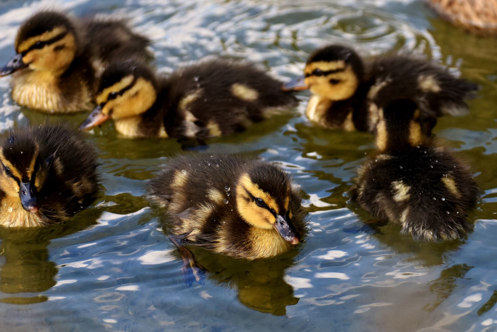 Nikon D7200 sample photo. Mallard, chicks, baby photography