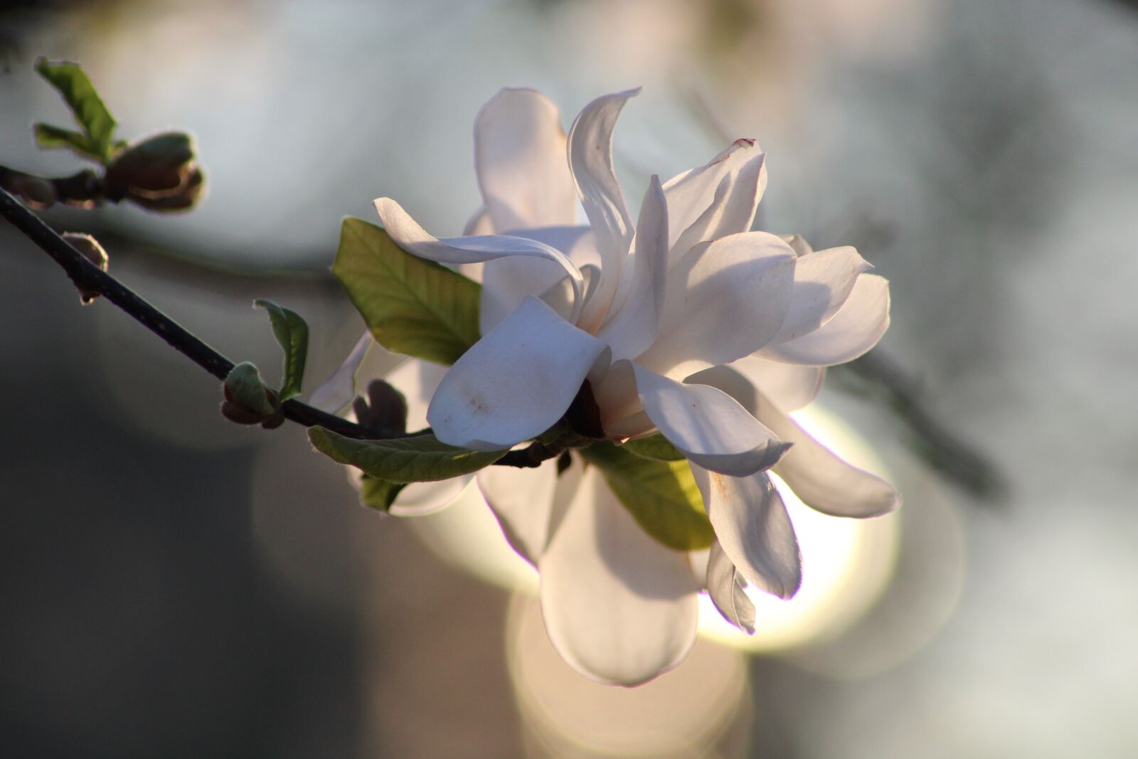 Canon EOS 2000D (EOS Rebel T7 / EOS Kiss X90 / EOS 1500D) sample photo. Magnolia, magnolia blossom, pink photography