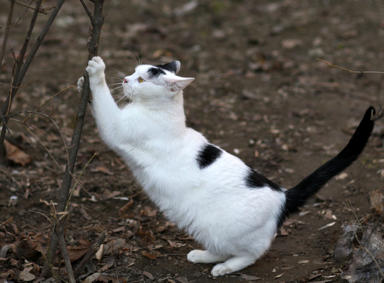 Canon EF 85mm F1.8 USM sample photo. Cat, white, black photography