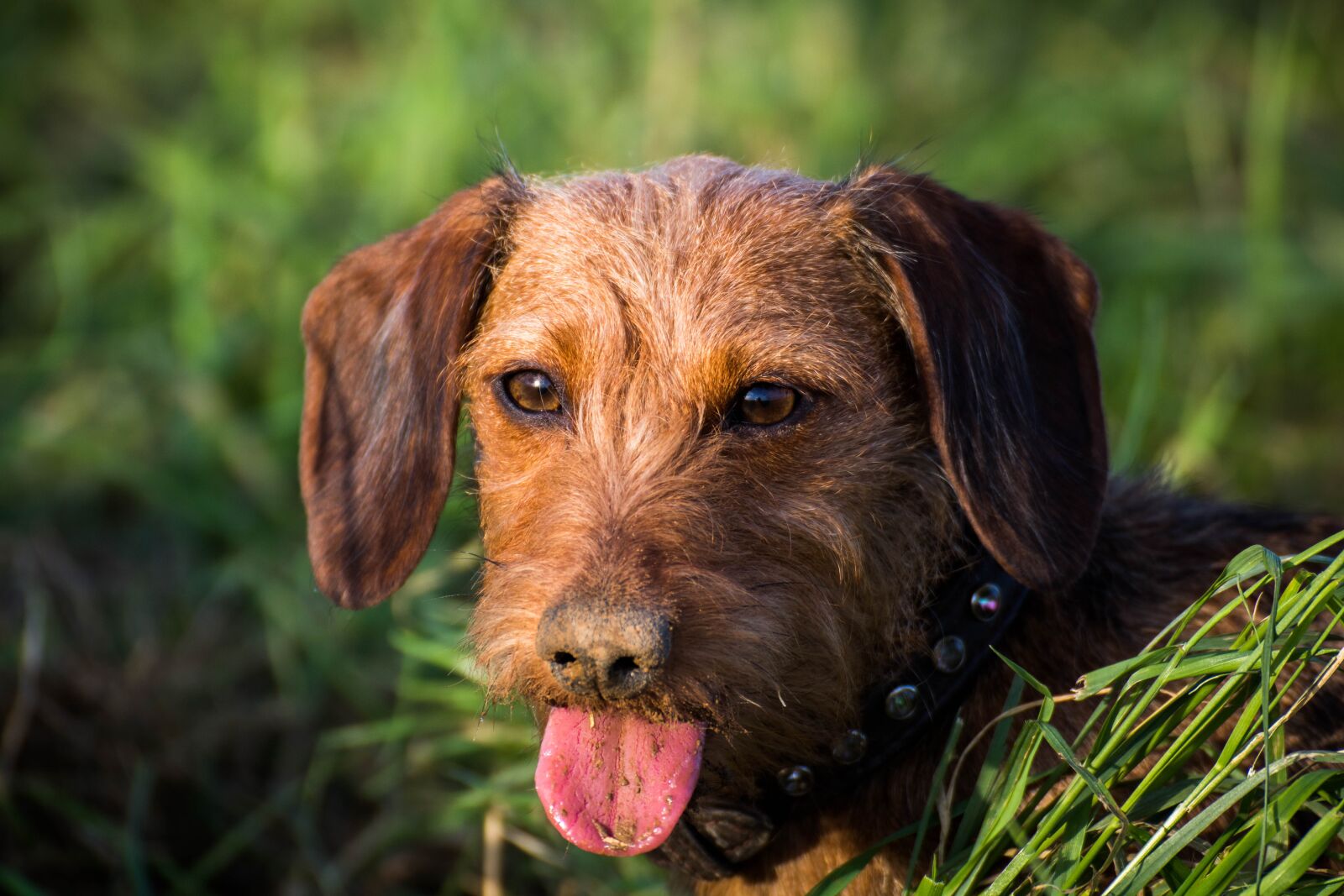 Canon EOS 750D (EOS Rebel T6i / EOS Kiss X8i) sample photo. Dachshund, dog look, pet photography