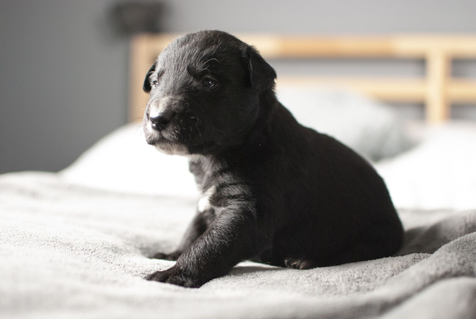 Nikon D60 sample photo. Puppy, dog, small photography