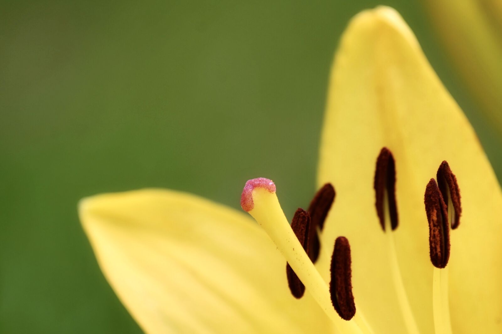 Nikon Z6 sample photo. Lily, lily blossom, stamen photography