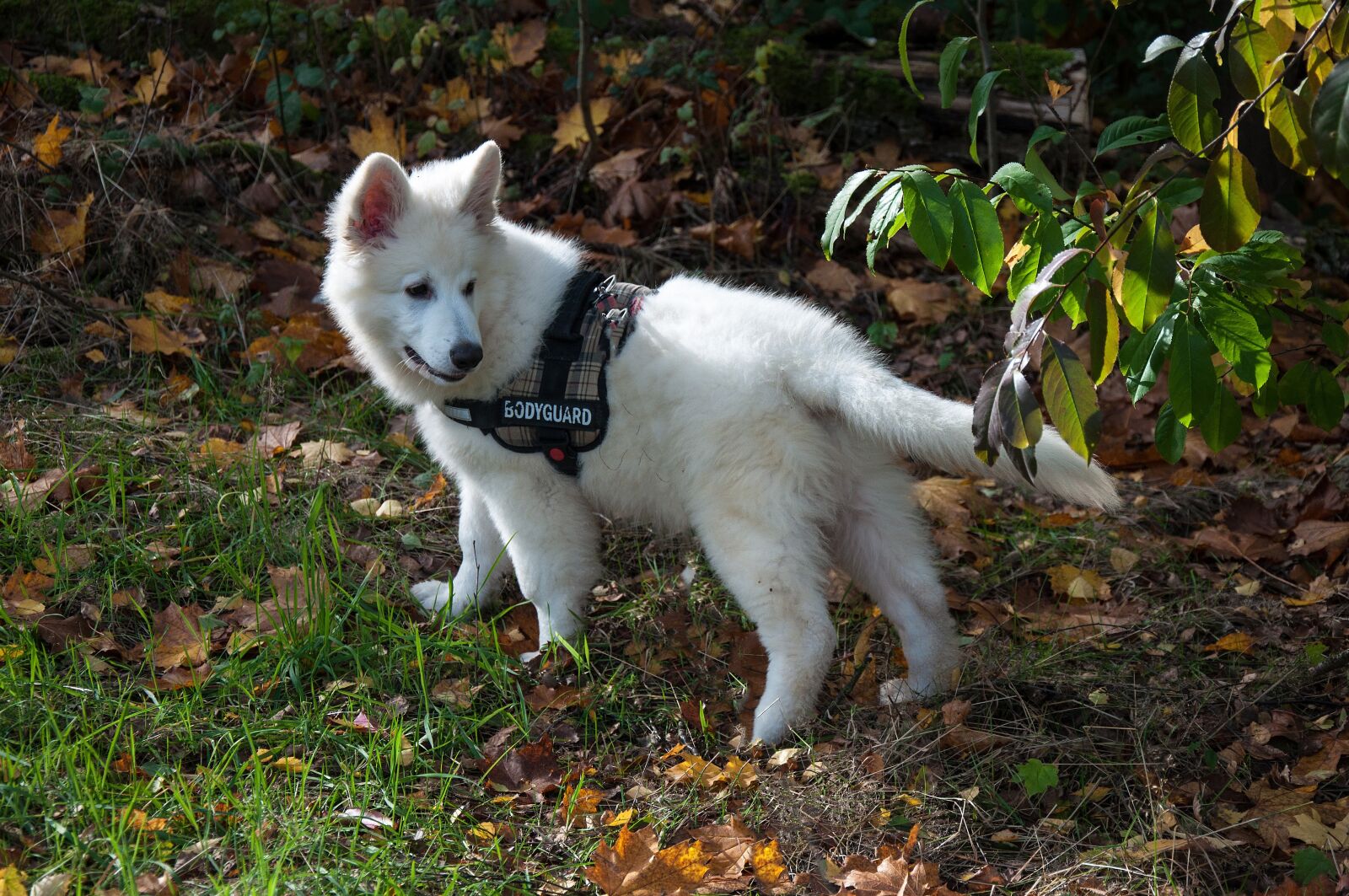 Nikon D5000 sample photo. Dog, mammal, nature photography