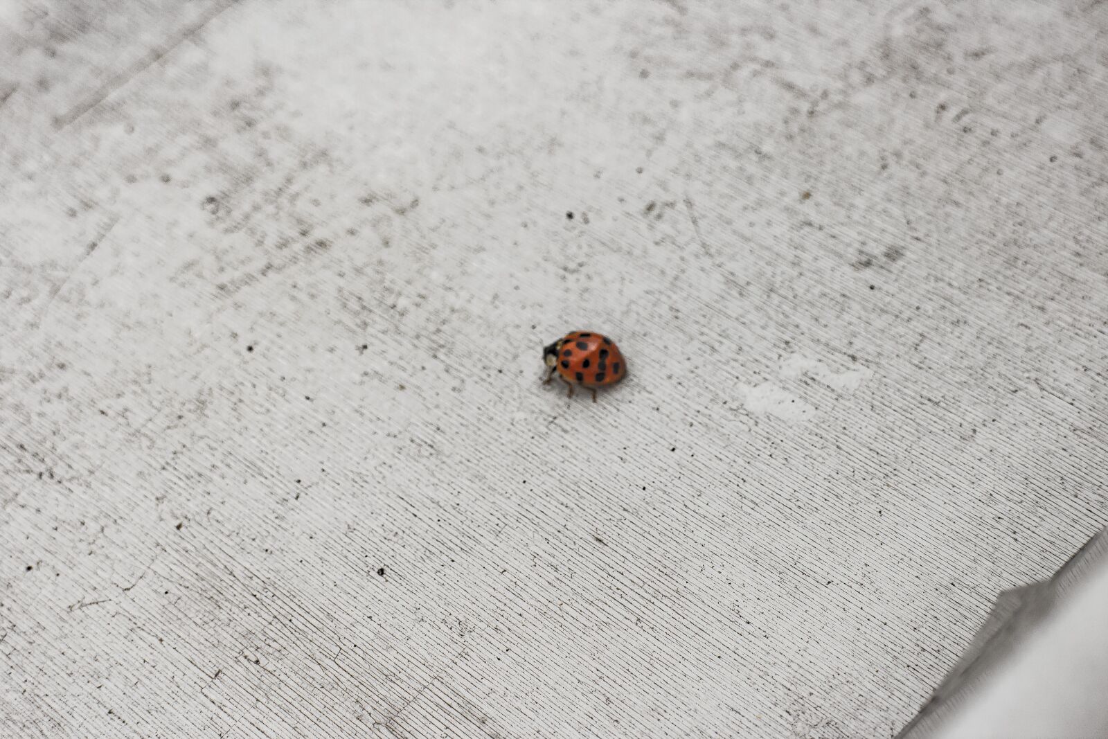 Canon EOS M sample photo. Ladybug, ladybugs, nature photography
