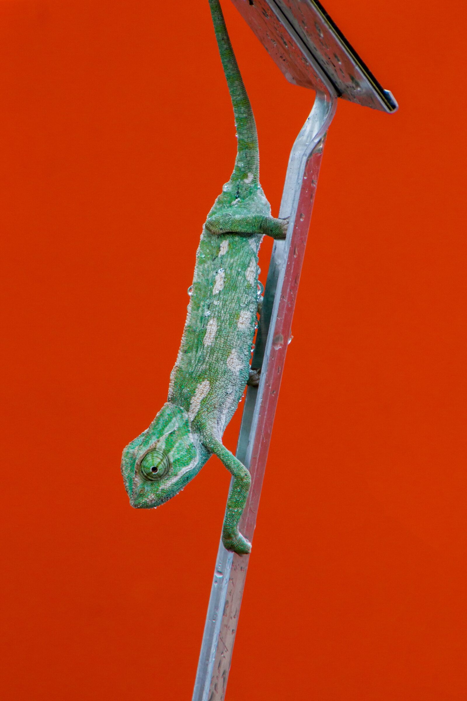 Canon EOS 70D sample photo. Chameleon, scale, color photography
