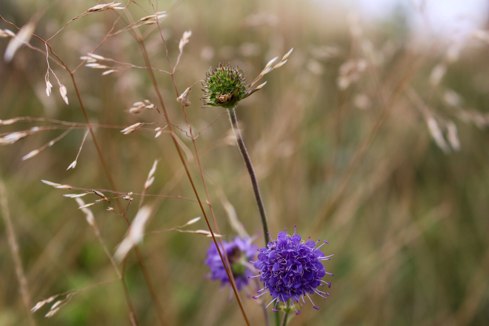 Canon EOS 700D (EOS Rebel T5i / EOS Kiss X7i) sample photo. Flower, purple, green photography