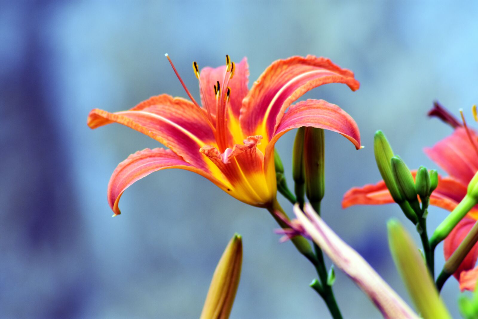Nikon D3400 sample photo. Lily, flower, yellow photography