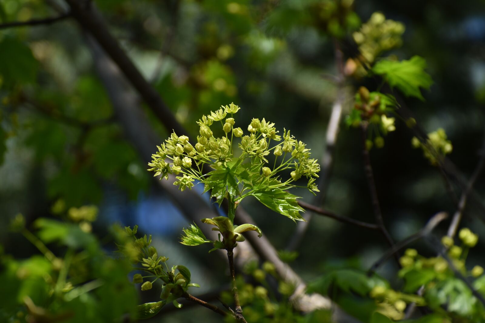 Nikon D3500 sample photo. Flower, spring, tree branch photography