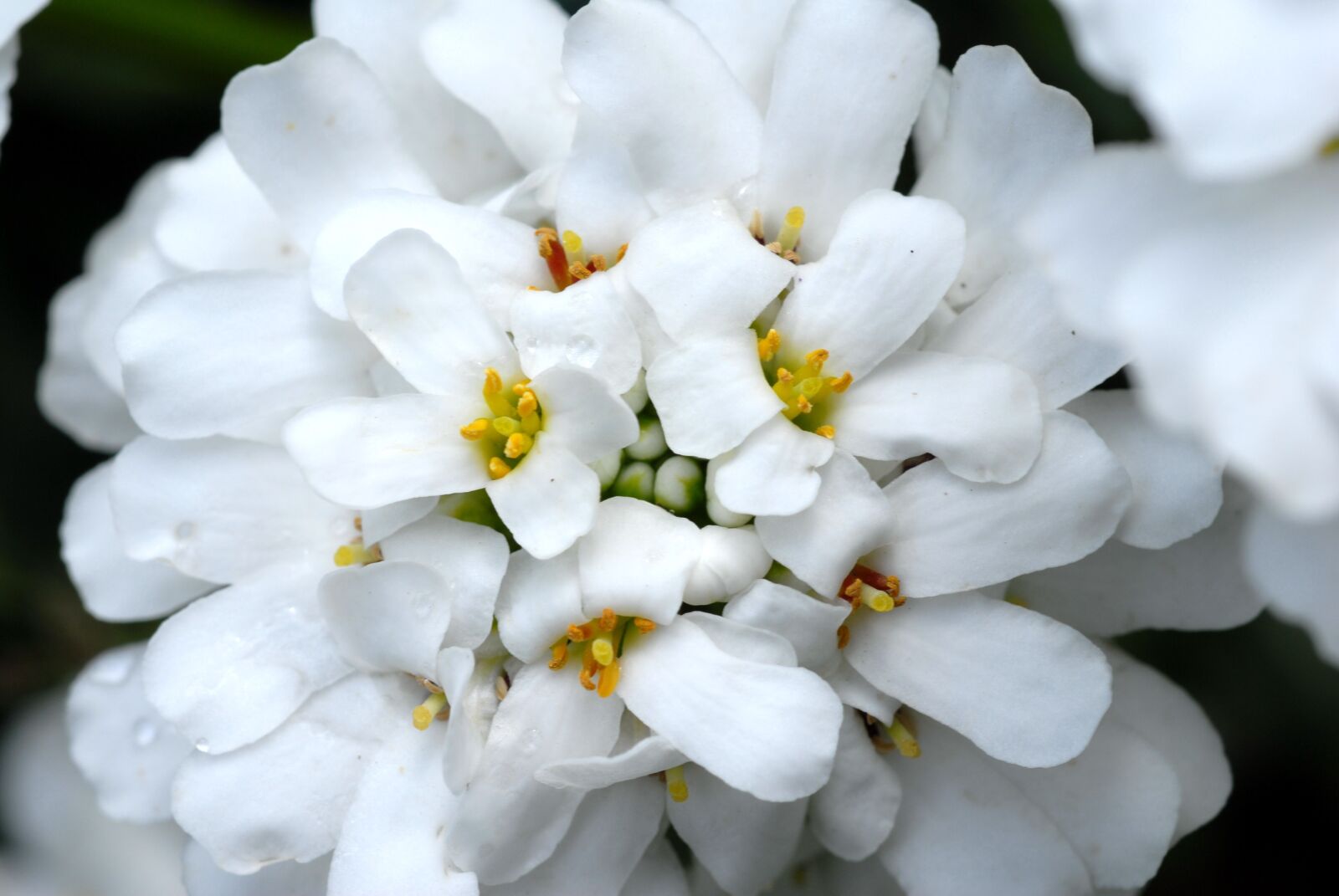 Nikon D200 sample photo. Plant, flower, white photography