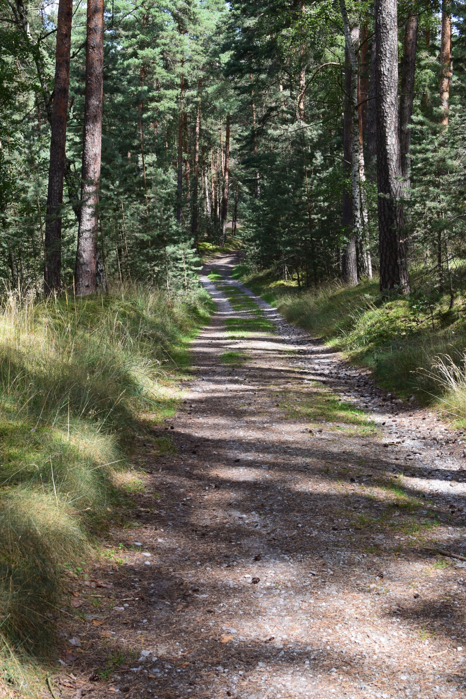 Nikon D5300 sample photo. Forest path, idyllic, trees photography