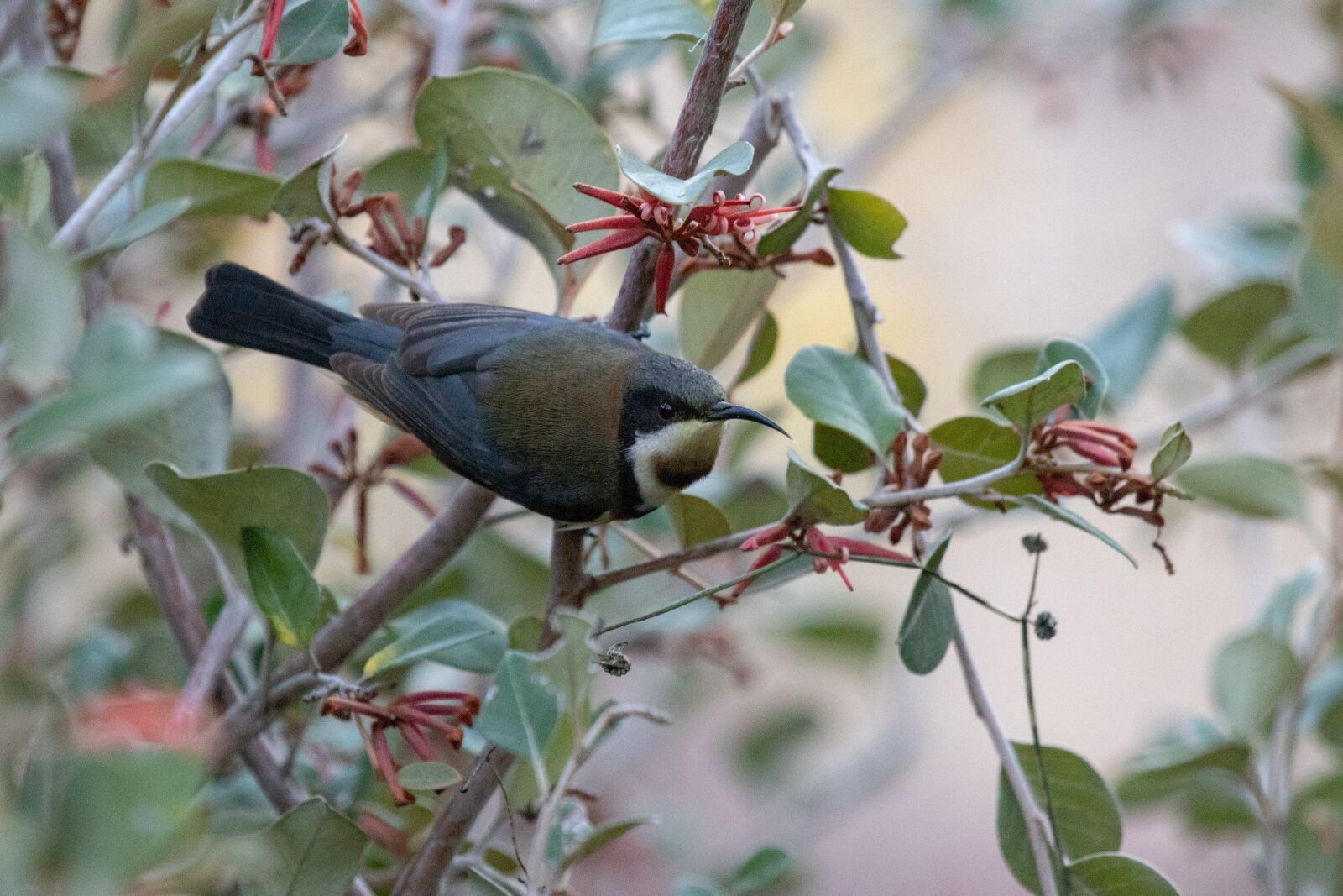 Canon EF 100-400mm F4.5-5.6L IS USM sample photo. Bird, wild, animal photography