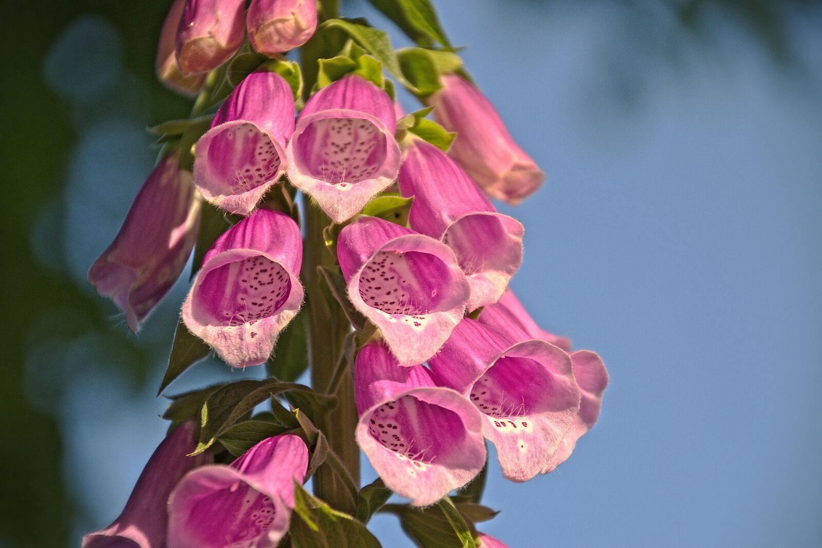 Nikon D5600 sample photo. Flowers, pink, chalices photography