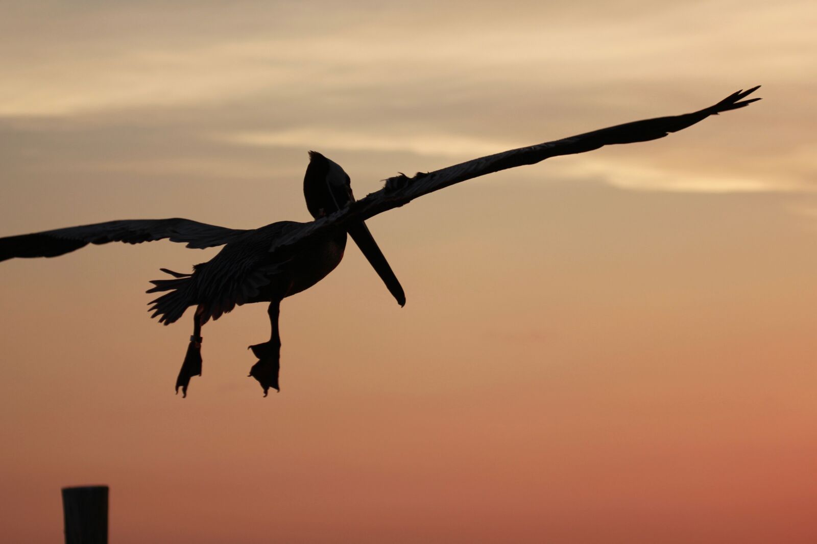 Canon EOS 550D (EOS Rebel T2i / EOS Kiss X4) sample photo. Pelican in flight, evening photography