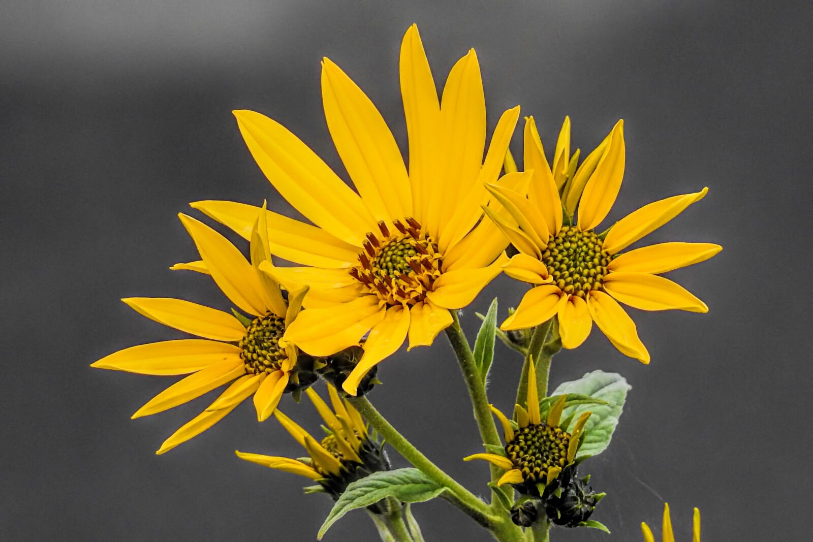 Nikon Coolpix P900 sample photo. Autumn, flowers, sunflower photography