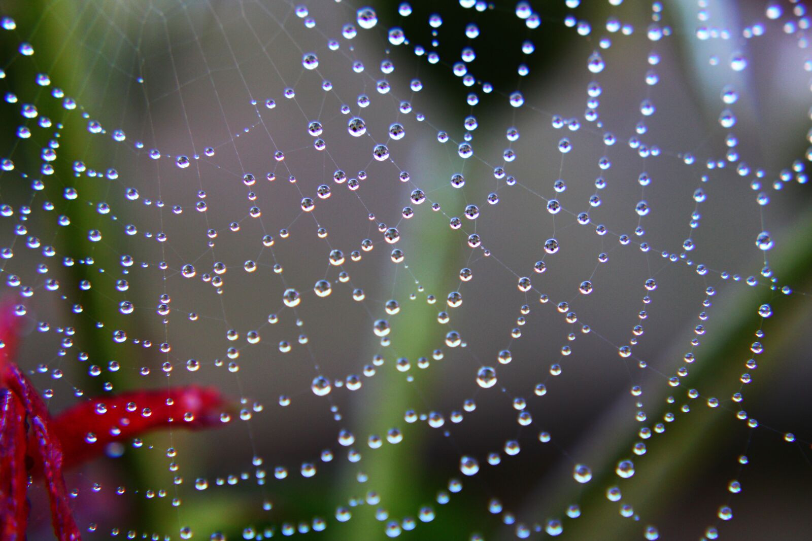 Canon EOS 2000D (EOS Rebel T7 / EOS Kiss X90 / EOS 1500D) sample photo. Spider web, drops, water photography