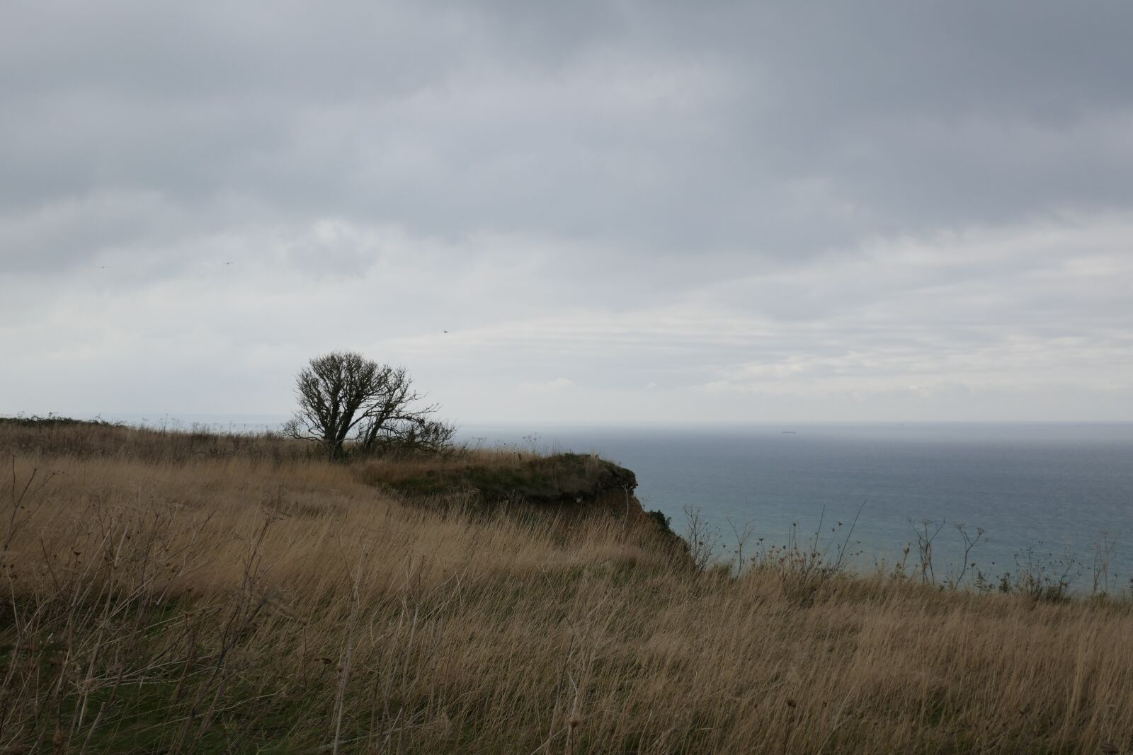 Panasonic DMC-TZ101 sample photo. Tree, coast, normandy photography