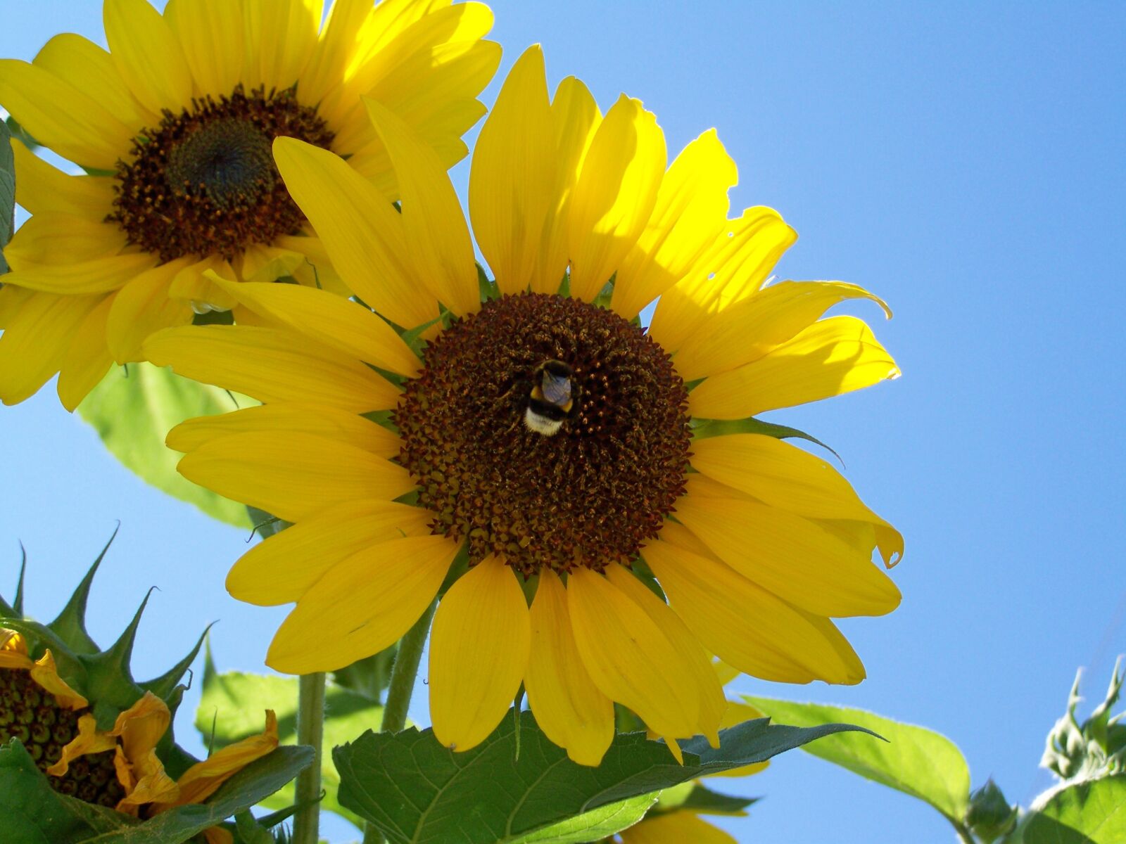 Kodak EASYSHARE ZD710 ZOOM DIGITAL CAMERA sample photo. Sunflower garden, yellow flower photography