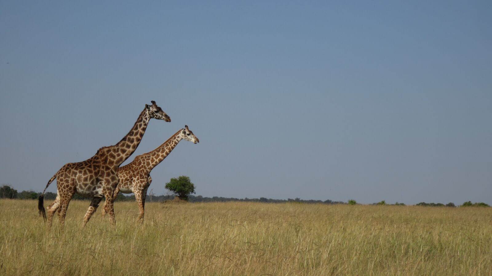 Canon PowerShot ELPH 110HS (PowerShot IXUS 125 HS) sample photo. Giraffe, africa, masai mara photography