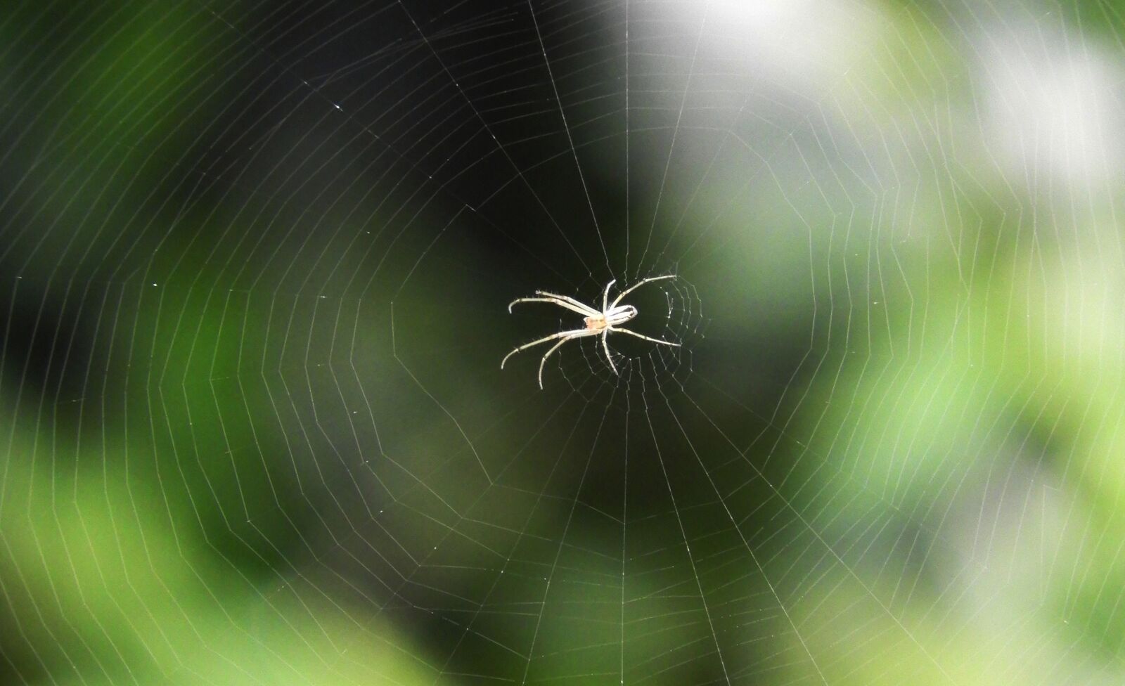 Nikon Coolpix B700 sample photo. Spider, abstract, web photography