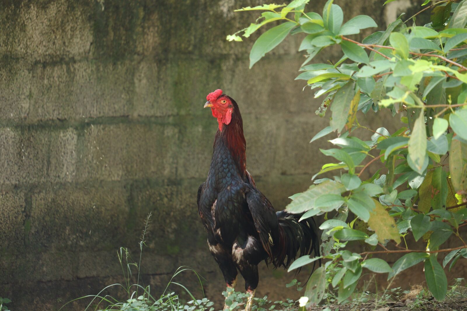 Canon EOS 250D (EOS Rebel SL3 / EOS Kiss X10 / EOS 200D II) sample photo. Hen, kerala, chicken photography