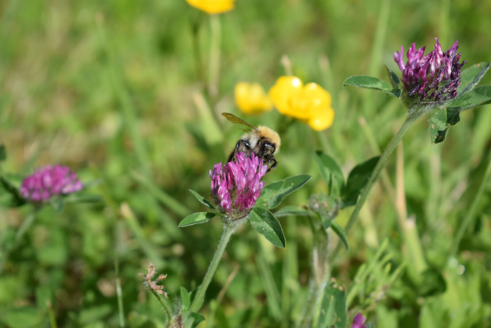 Nikon D3300 sample photo. Insect, bee, pollen photography