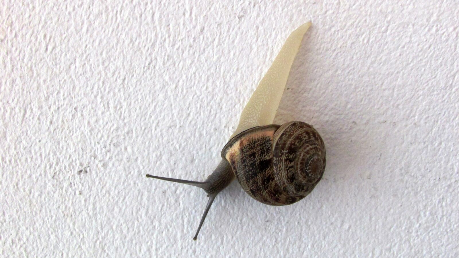 Canon PowerShot SX400 IS sample photo. Snail, wall, visitor photography