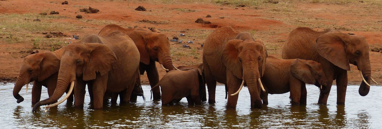 Panasonic Lumix DMC-FZ200 sample photo. Elephants, wild, water hole photography