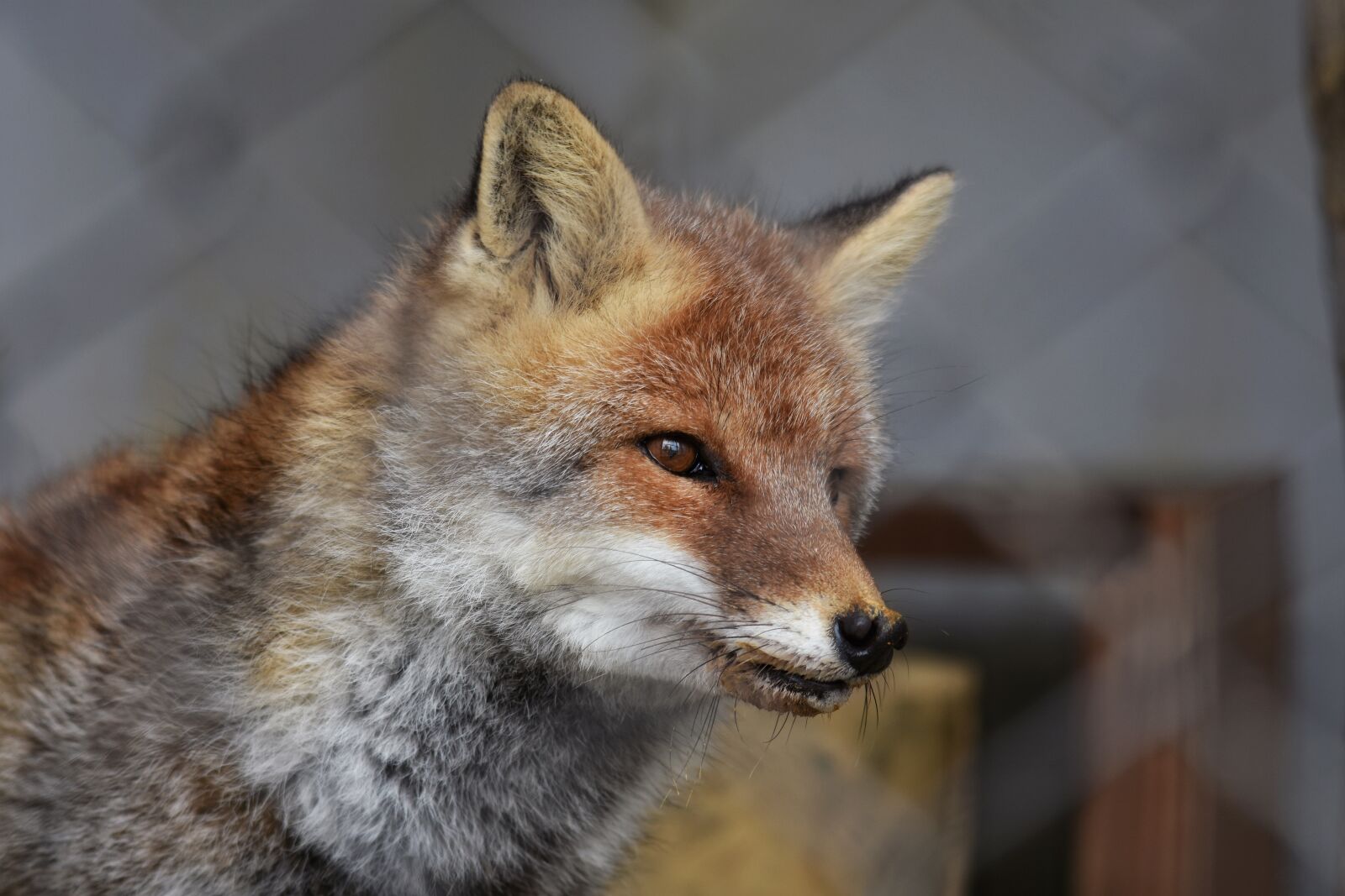 Nikon D7200 sample photo. Animal, fox, face photography
